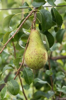 Pear (Pyrus communis 'Concorde'), Cambridge Botanical Garden, Germany