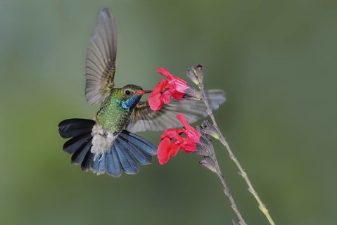 Broad-billed Hummingbird Male (Cynanthus latirostris) - Green Valley, Arizona