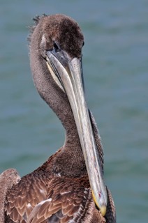 Brown pelican (Pelecanus occidentalis)