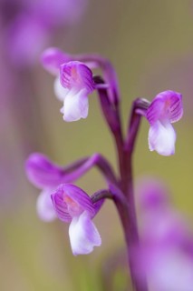 A macro shot capturing the intricate details and vibrant colors of the Orchis champagneuxii flower,
