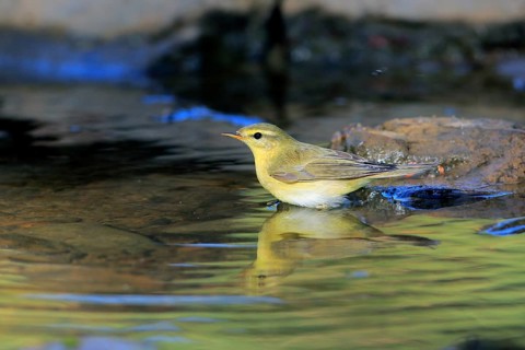 Garden Warbler (Sylvia borin) at a waterhole, Andalusia, Spain