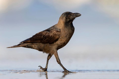 Shining Crow, Indian House Crow, House Crow, (Corvus splendens), Corbeau familier, Corneja India,