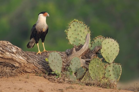 Northern Crested Caracara (Caracara cheriway) perched on a log, Texas, USA