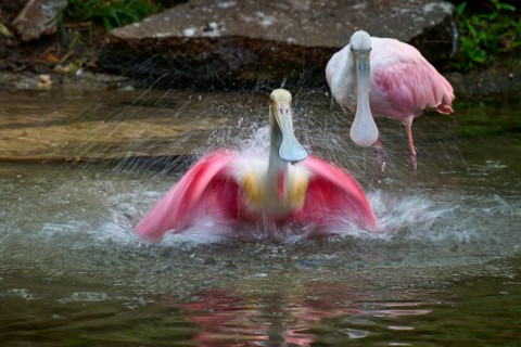 Two roseate spoonbills in water, dynamic movement and splashing water, interaction, roseate