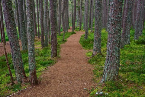 Curving woodland path between tall pines and green ground, Loch Garden, Nethy Bridge, Scotland,