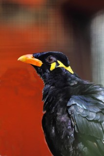 Beo (Gracula religiosa) bird (Gracula indica), occurring in the mountainous regions of South Asia