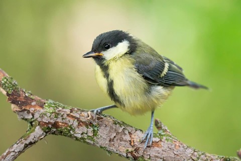 Great Tit (Parus major) juvenile, Lower Saxony, Germany