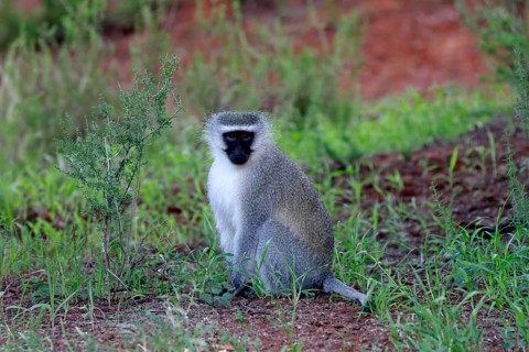 Vervet Monkey (Chlorocebus pygerythrus), adult, on ground, sitting, alert, Mokala National Park,