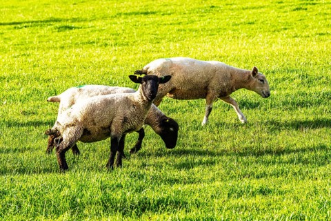 Sheep on Torbay farms, Devon, England, United Kingdom