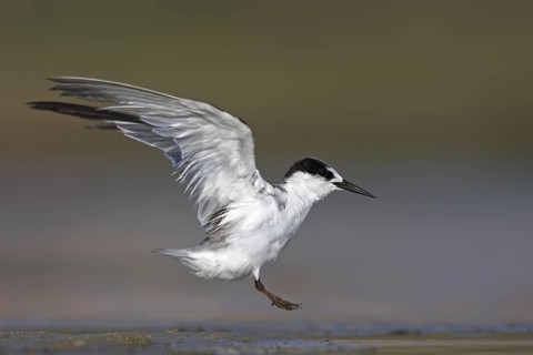 Saunders's Tern (Sternula saundersi), Oman