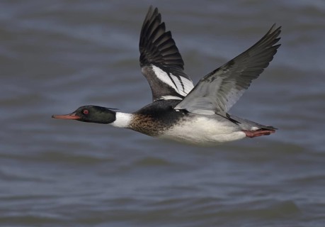 Red-breasted Merganser (Mergus serrator) male flying, Ohio, USA