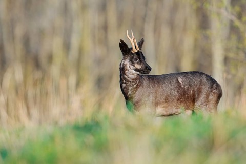 European roe deer (Capreolus capreolus), black roebuck, Lower Saxony, Germany