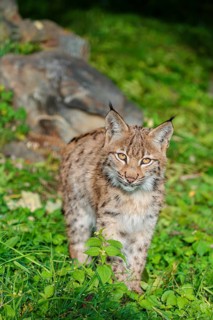 A young Eurasian lynx (Lynx lynx) sits on a meadow, stalking something