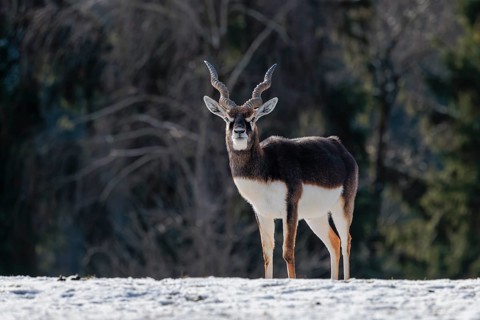 A male blackbuck (Antilope cervicapra) stands in a snow covered meadow on a sunny morning, backlit