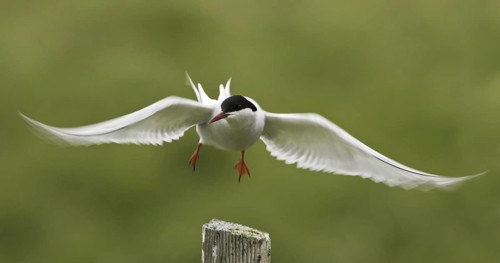 Arctic Tern (Sterna paradisaea), Iceland