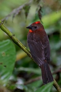 Red-throated Ant-Tanager (Habia fuscicauda) perched on a branch in Costa Rica