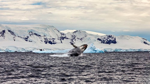 A jump of a whale in front of majestic icebergs, humpback whale (Megaptera novaeangliae)