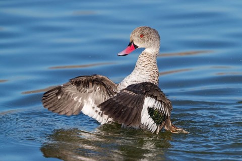 Cape teal (Anas capensis), Cape Teal, Canard du Cap, Cerceta de El Cabo, False Bay Nature Reserve /