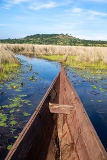 Bow of a wooden boat, driving through swamp, Mabamba, Lake Victoria, Uganda