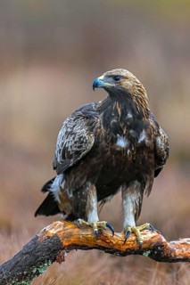 European golden eagle (Aquila chrysaetos chrysaetos) perched on branch in moorland, heathland in