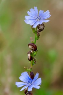Small snails in the garden, July, Germany