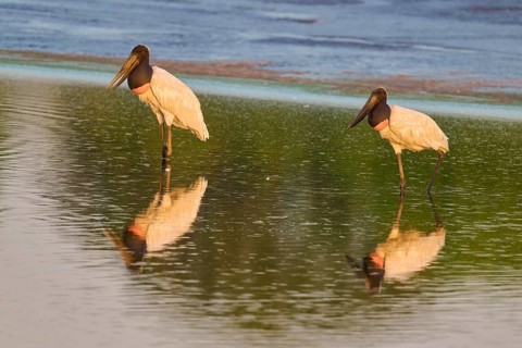 Two birds standing in water with clear reflections in nature, Jabiru (Jabiru mycteria), Pantanal,