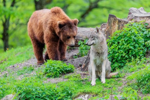 Situation awareness is crucial! A Eurasian gray wolf (Canis lupus lupus) is surprised by a European