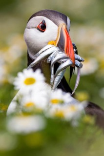 Atlantic Puffin (Fratercula arctica) with sandeel in its beak, Wales, United Kingdom