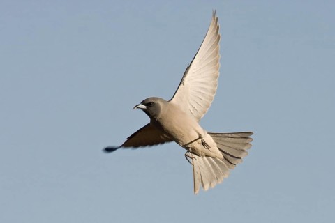 Masked Woodswallow (Artamus personatus) flying, Western Australia, Australia