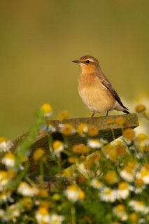 Northern wheatear (Oenanthe oenanthe) adult female bird on a piece of wood, Suffolk, England,