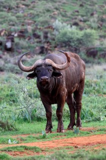 Cape buffalo (Syncerus caffer), adult, foraging, Mokala National Park, Northern Cape, South Africa