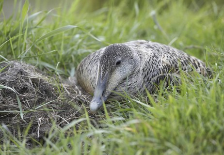 Common Eider (Somateria mollissima) female, Schleswig-Holstein, Germany