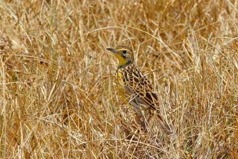 Sharpe's Longclaw, Macronyx sharpei