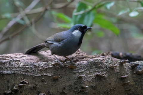 Black-throated Laughingthrush (Garrulax chinensis), Hanoi, Vietnam