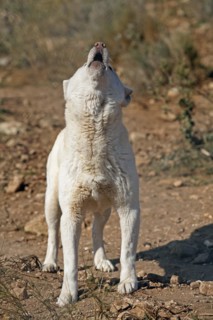 Dingo (Canis lupus dingo), Antequera, Andalusia, Spain, Captive
