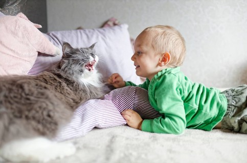 Baby and cat playing on the bed, Bad Salzschlirf, Hessen, Germany