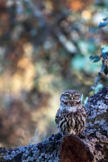 Little Owl (Athene noctua) perched in a tree, Andalusia, Spain