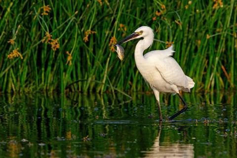 Animals, birds, heron, egret, biotope, habitat, foraging, (Egretta garzetta), Khawr Rawri, Salalah,