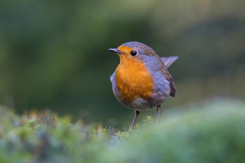 European Robin (Erithacus rubecula), North Rhine-Westphalia, Germany
