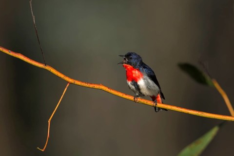 Mistletoebird (Dicaeum hirundinaceum) male singing, Victoria, Australia