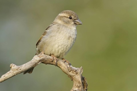 House Sparrow (Passer domesticus) female, Germany