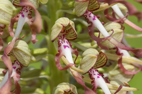 Goat's tongue (Himantoglossum hircinum), open white-purple flower, orchids, orchid, orchid plant,