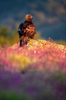 Golden Eagle (Aquila chrysaetos) perched on a rock amongst flowers, Madrid, Spain