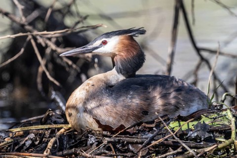 Great Crested Grebe (Podiceps Scalloped ribbonfish) at the nest, Emsland, Lower Saxony, Germany