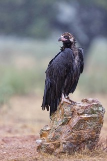 Cinereous Vulture, (Cinereous Vulture, Aegypius monachus), Animals, Birds, Sierra de San Pedro,