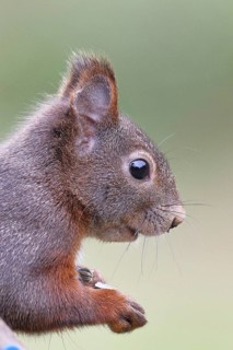 Eurasian red squirrel (Sciurus vulgaris) adult animal, animal portrait, head portrait, mammal,