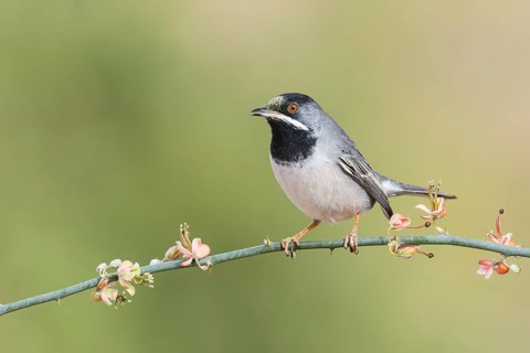 Rüppell's Warbler (Sylvia ruppeli) male, Eilat, Israel