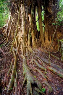Strangler fig (Ficus virens), tropical tree, tree, rainforest, jungle, Atherton tablelands,