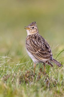 Eurasian Skylark (Alauda arvensis) singing in field, Gorski kotar, Croatia