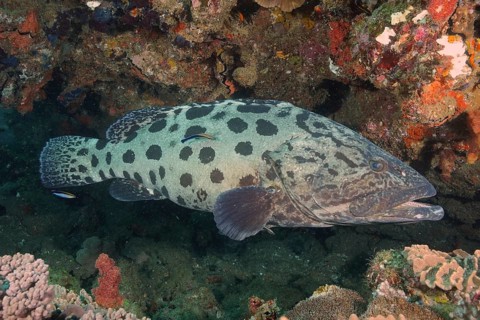 Potato grouper (Epinephelus tukula)